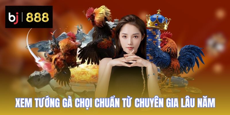 Xem tướng gà chọi chuẩn từ chuyên gia lâu năm